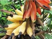 Đánh giá tác dụng giảm đau của cao chiết vỏ chuối hột rừng